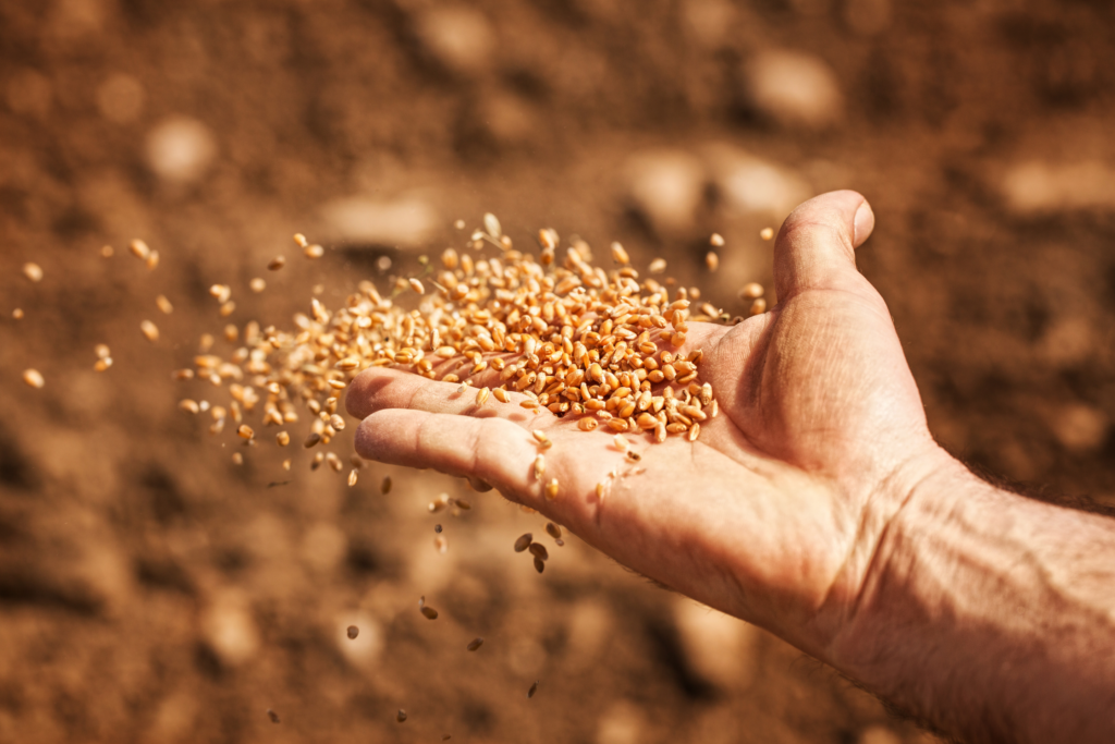 Understanding the Parable of the Sower